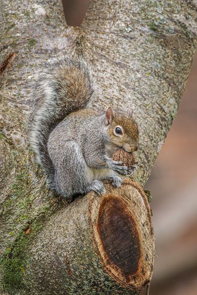 Jones, Adam 아티스트의 Gray Squirrel eating a walnut from favorite perch작품입니다.